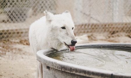 short-coated white dog drinking water from filled container