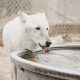 short-coated white dog drinking water from filled container