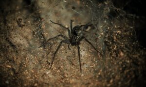 black spider on brown and black surface