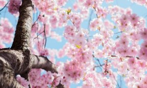 low angle photo of cherry blossoms tree