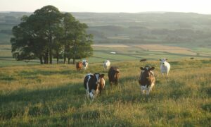 black-and-white cattle