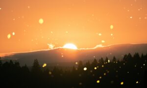 pine trees during sunrise