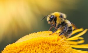 honeybee perching on yellow flower