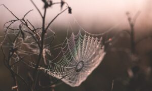 macro shot of spider web