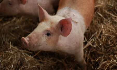 white and brown pig on brown hay