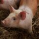 white and brown pig on brown hay