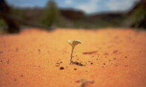 selective focus photography of green plant