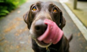 adult chocolate Labrador retriever