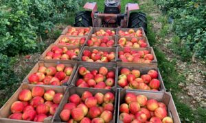 red apples in black plastic crate