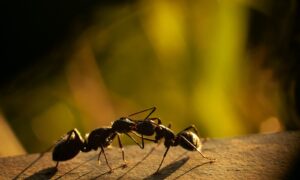 black ant on yellow background