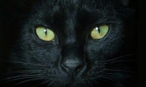 black cat with yellow eyes