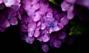 close-up photography of purple petaled flower