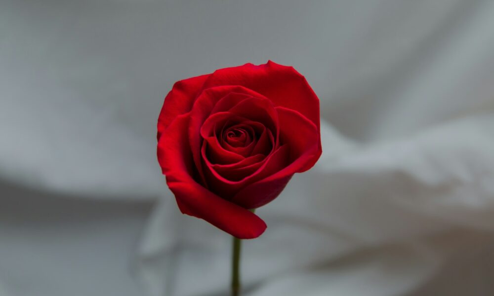 a single red rose sitting in a vase