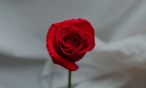 a single red rose sitting in a vase