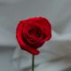 a single red rose sitting in a vase