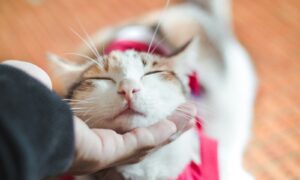 a person holding a cat with its eyes closed