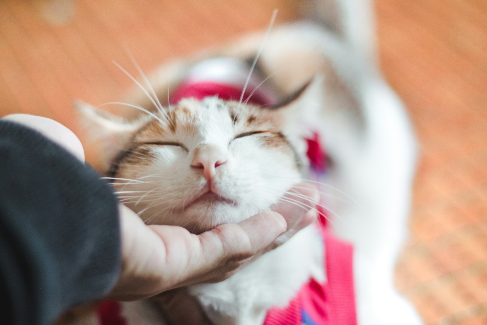 a person holding a cat with its eyes closed